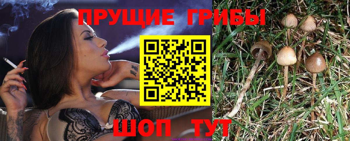 Псилоцибиновые грибы Cubensis Калуга